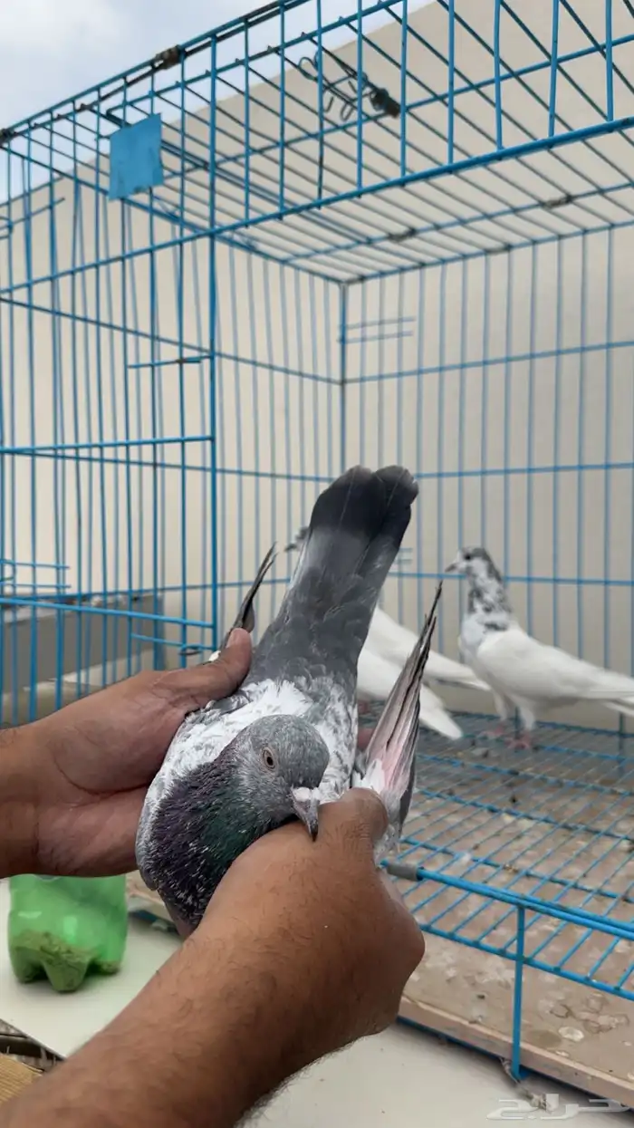 بكستاني طيار 4