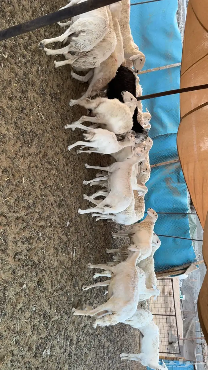 غنم دفيع ومقرعه 6