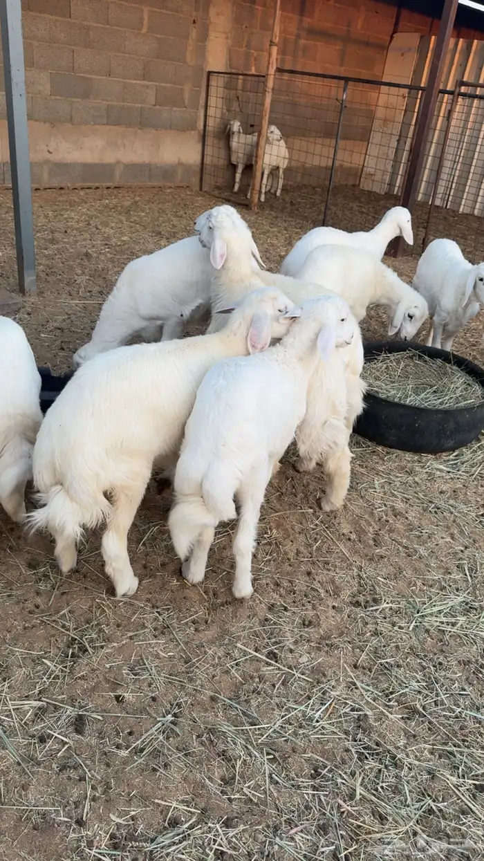 13 هرفي فاخر 1