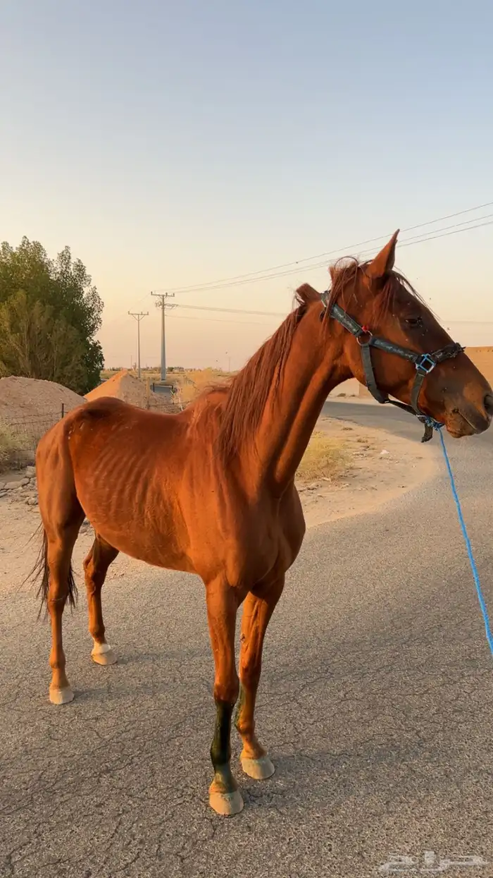 السلام عليكم اعرض عليكم حصان مشروك 2