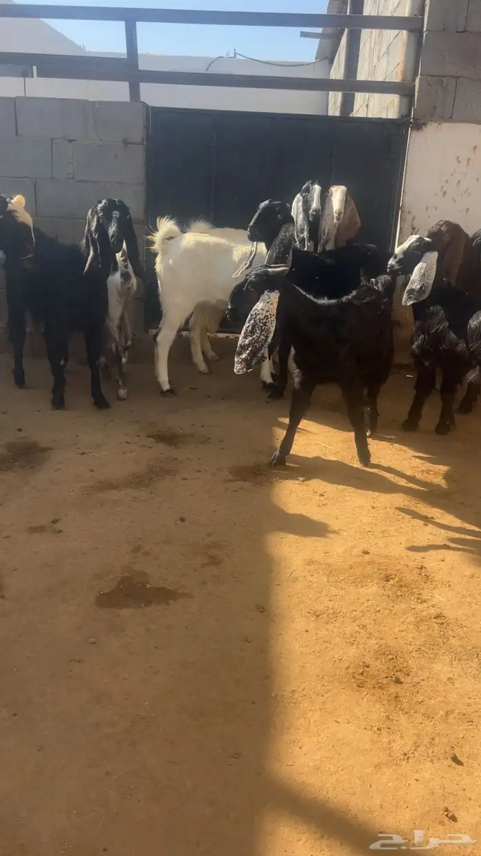 ( تم البيع ) جذعات وثنايا معزا فواخر 3