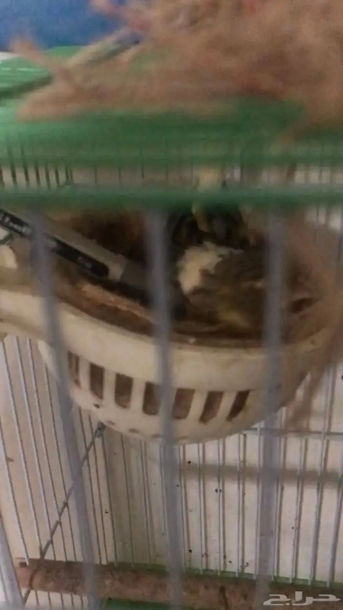 كناري جوز والذكر تقريد تحتهم ولد 1