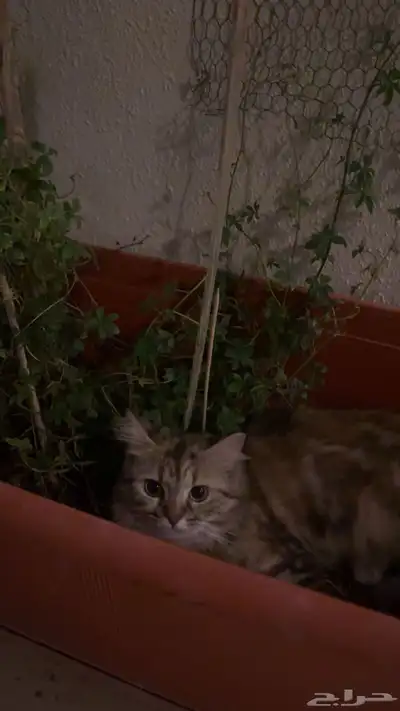 قطة ضايعه index