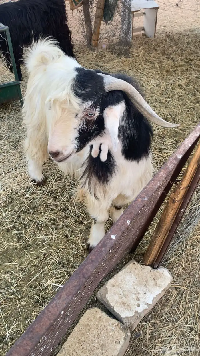 تيس ثني حار 0