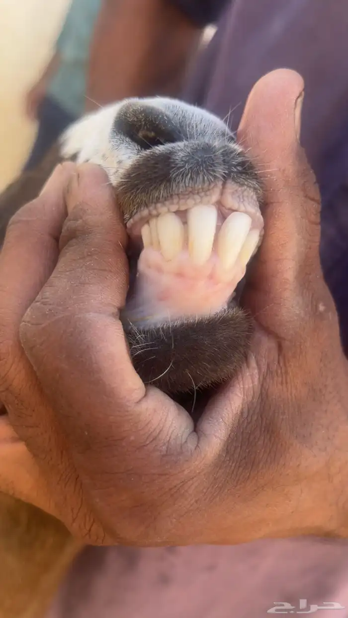 معزا فواخر جروم ودفيع 10