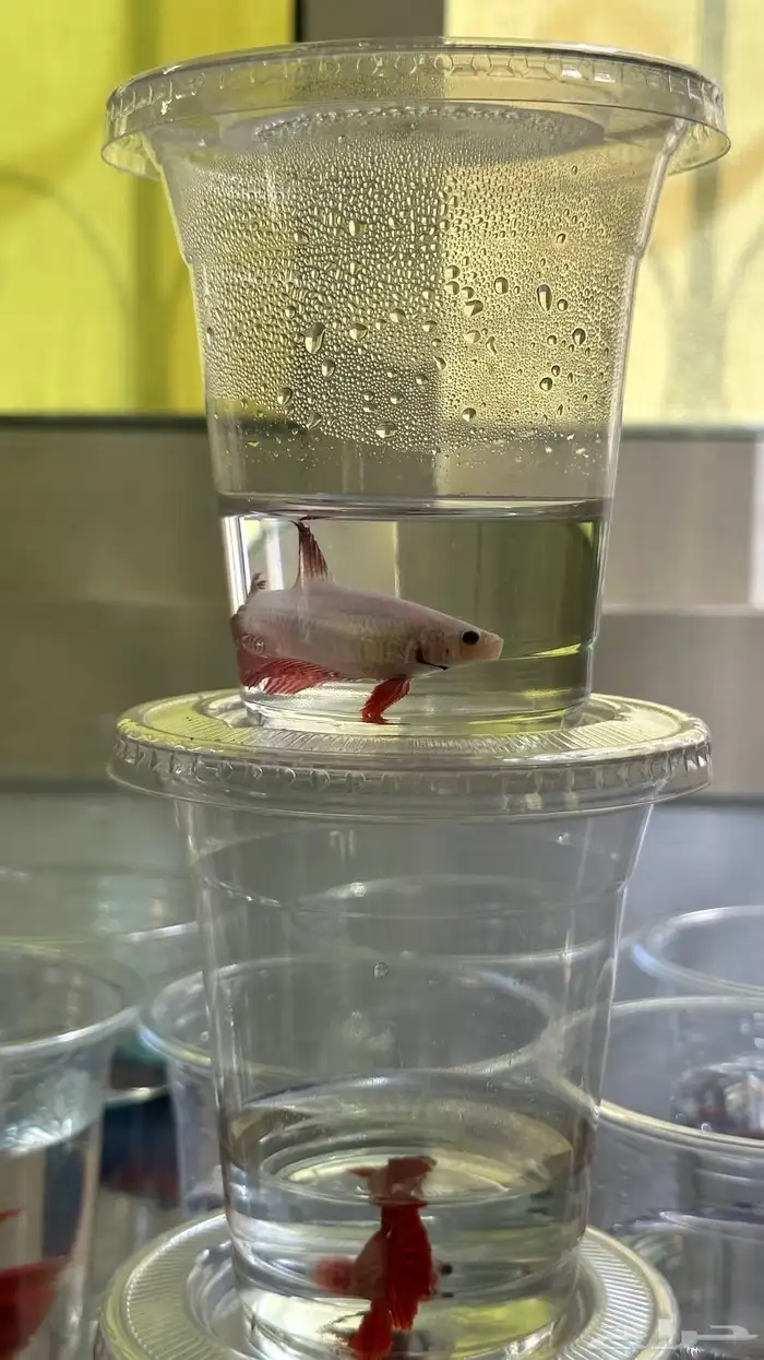 سمك فايتر ذكور و اناثي 3