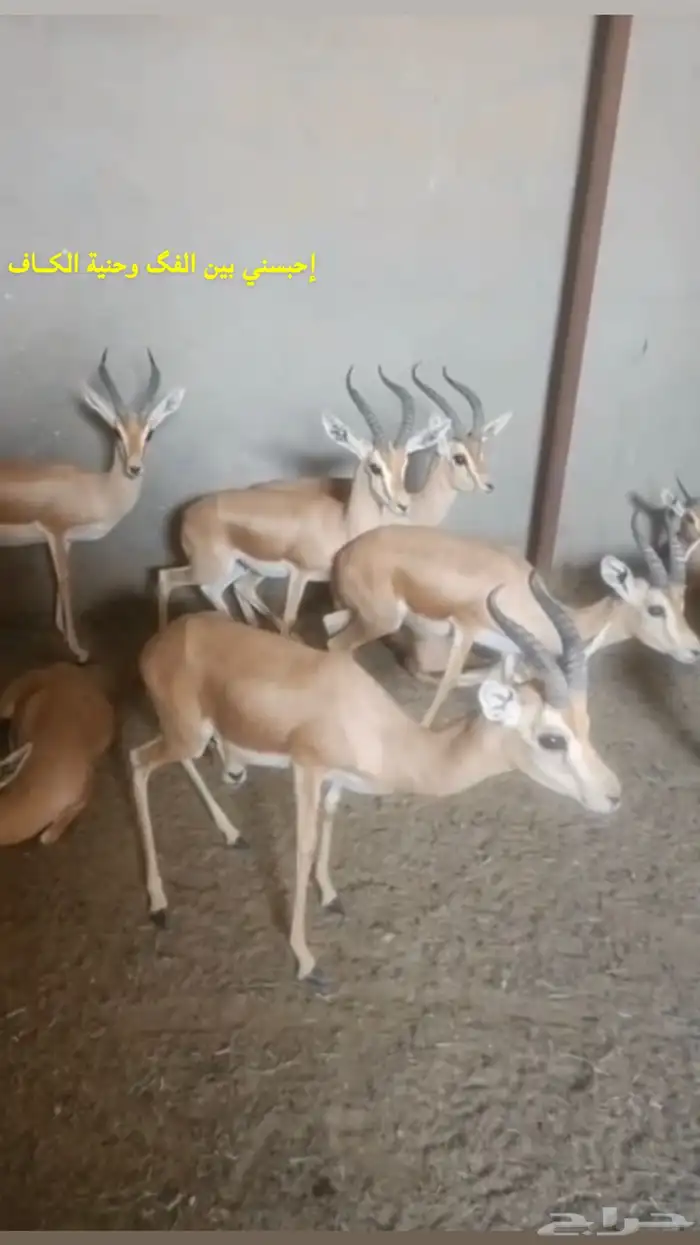 حيوانات نادره 2