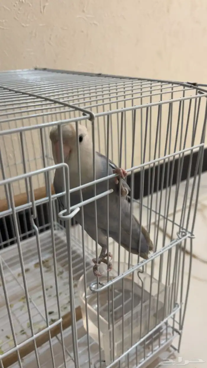 طير روز ذكر 0