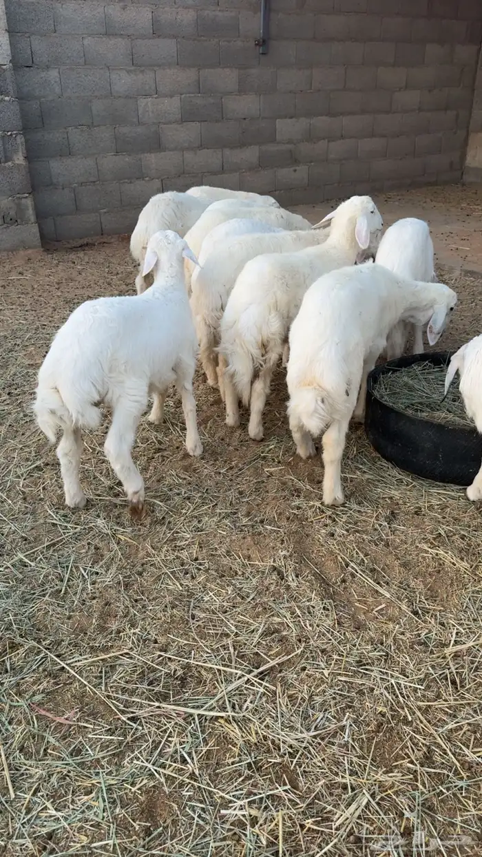 13 هرفي فاخر 2