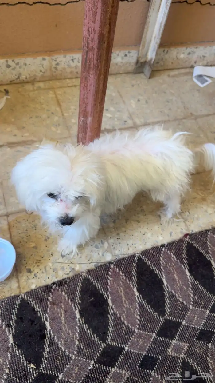 كلب مالتيز 0