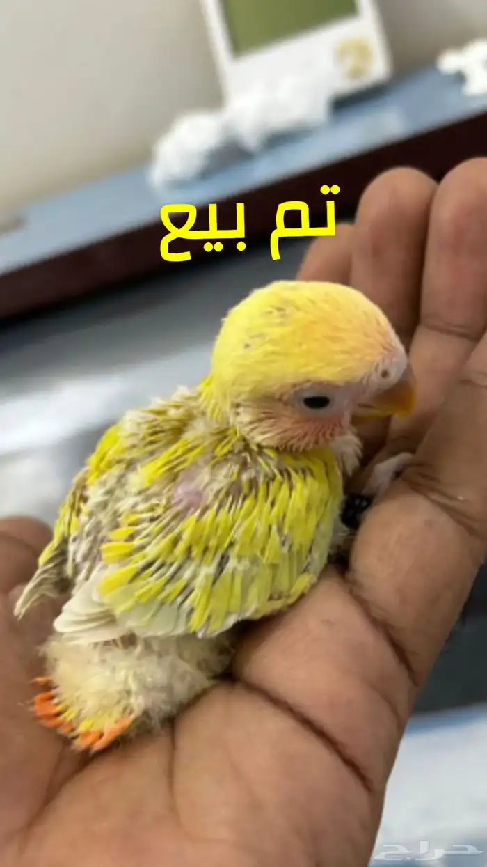 للبيع فروخ روز غر 8