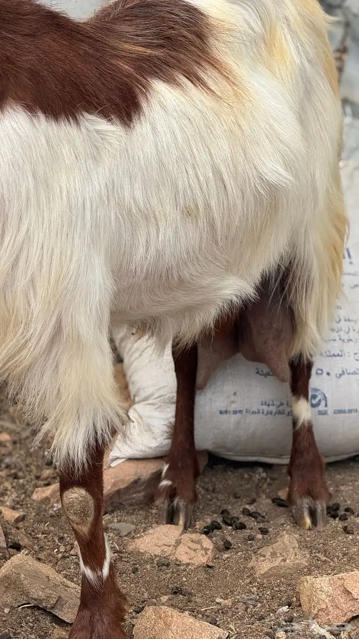 عنز مصريه صنف 3