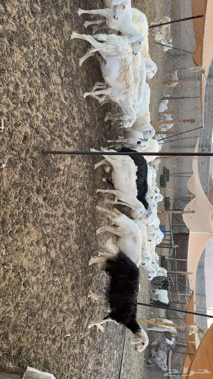 غنم دفيع ومقرعه 5