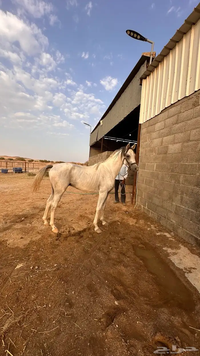 احصان واهو اوراقه على الشاري العمر سنتين 8شهور معسوف جاهز 0