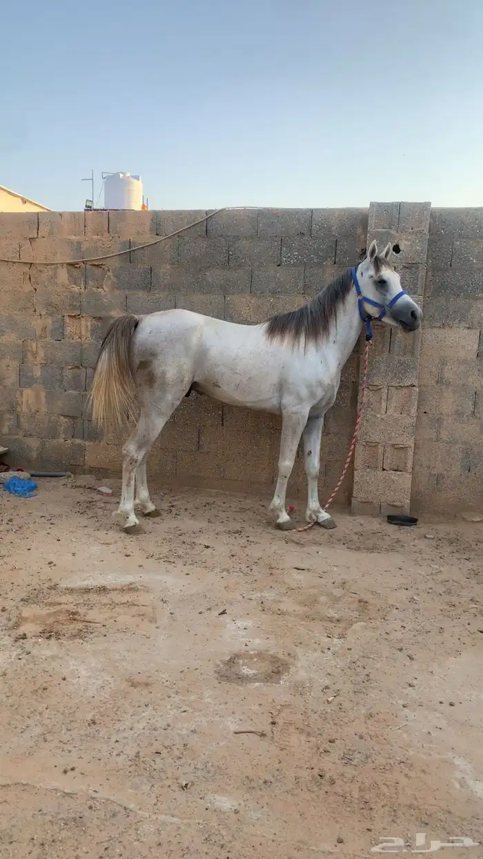 حصان شعبي للبيع 0