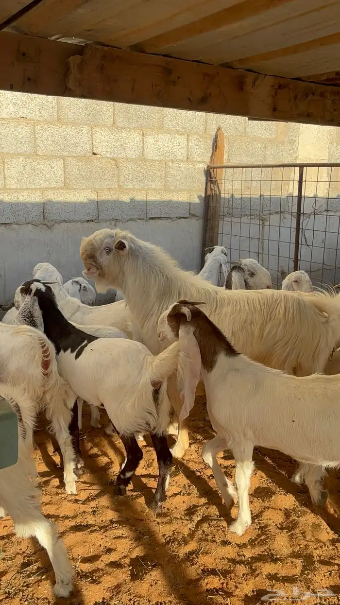 جفرات بيض مشاريك مقاني 1250 6