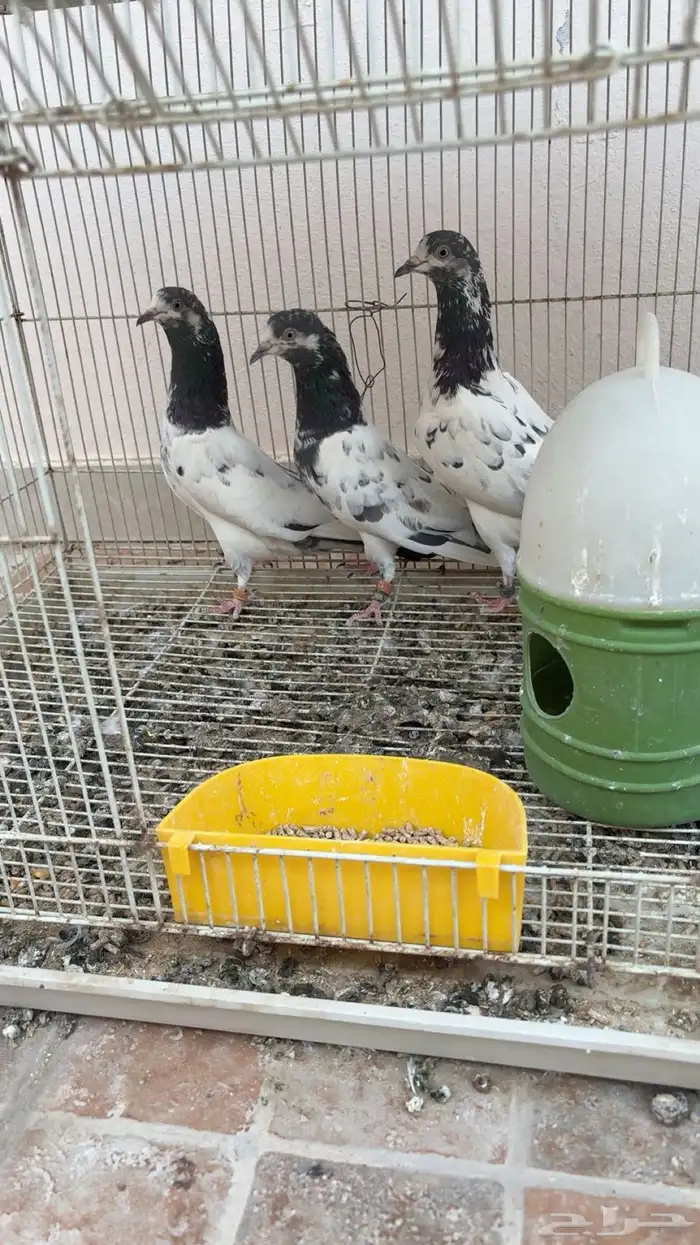 للبيع جوز زواجل وحمام شماعي تيدي 2