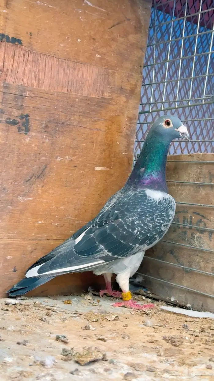 ذكر سباق بطل 0