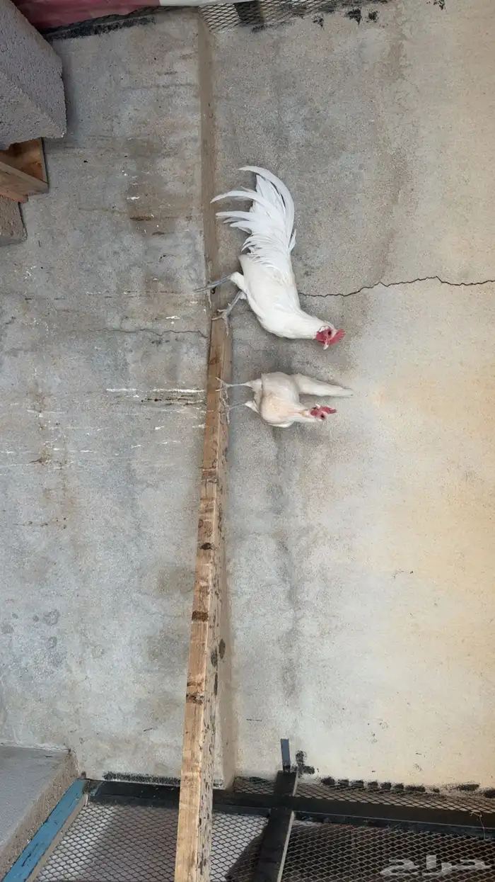 دجاج فينكس 2