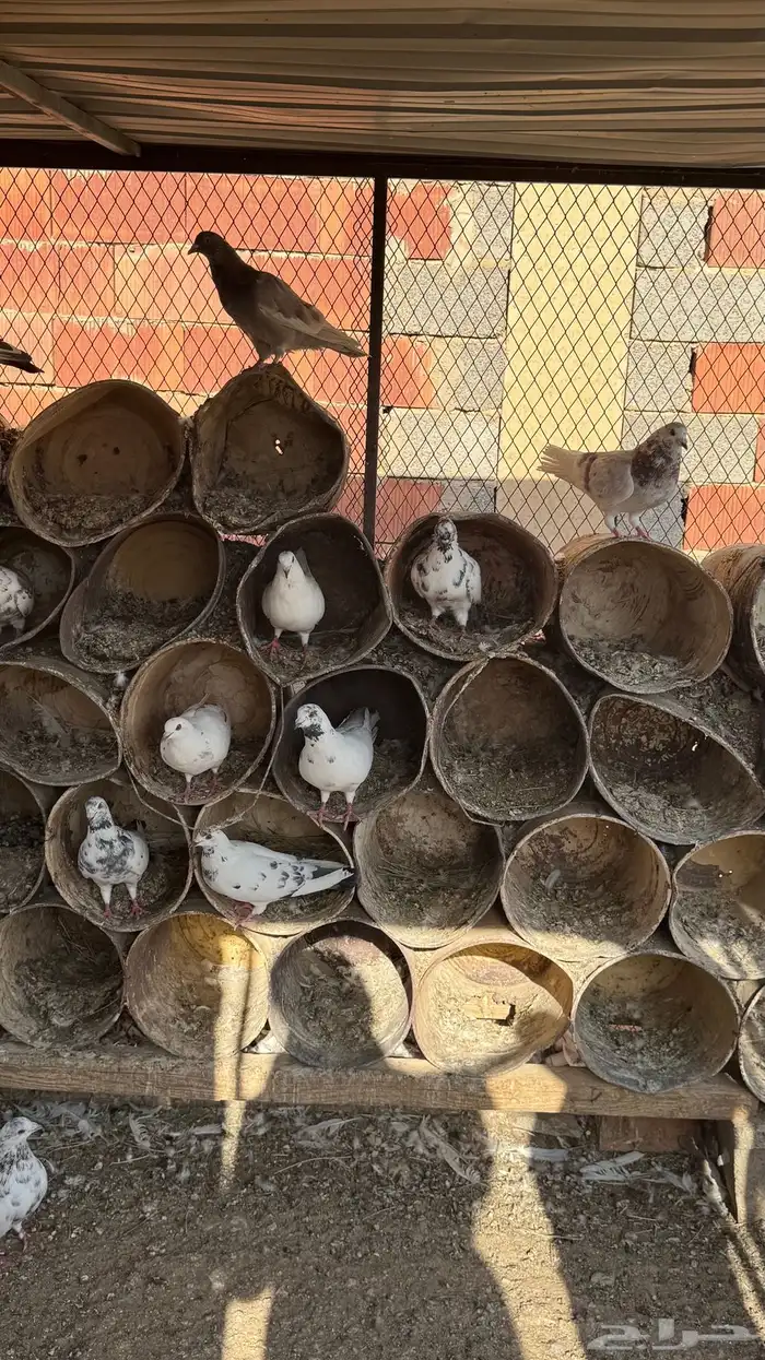 أجواز حمام مصري شرط كله أجواز 2