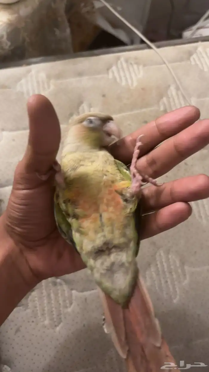 كنيور اليف جدا 1