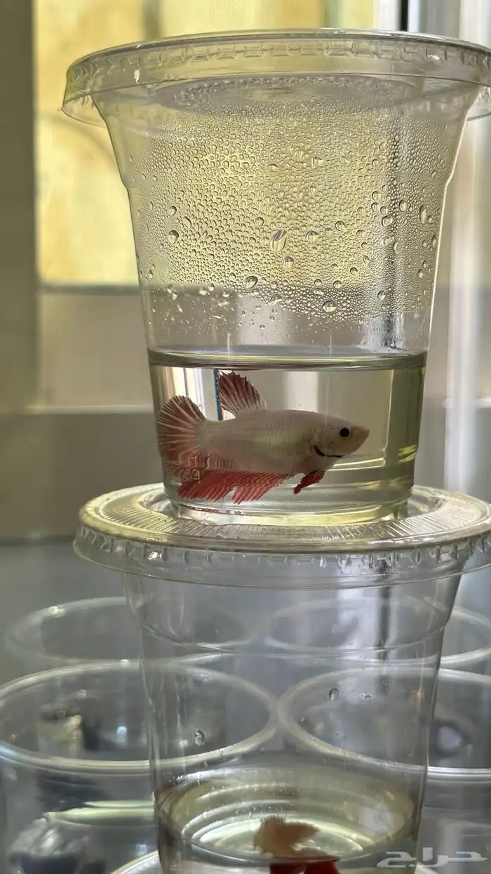 سمك فايتر ذكور و اناثي 4