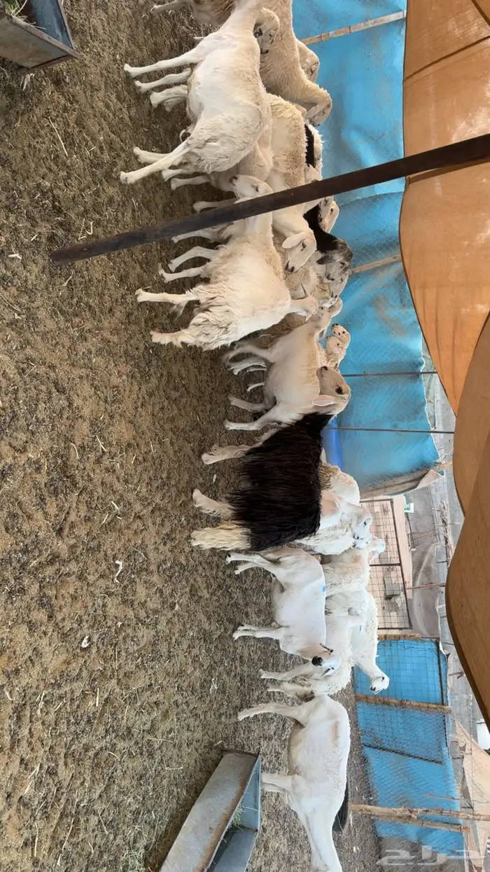 غنم دفيع ومقرعه 7