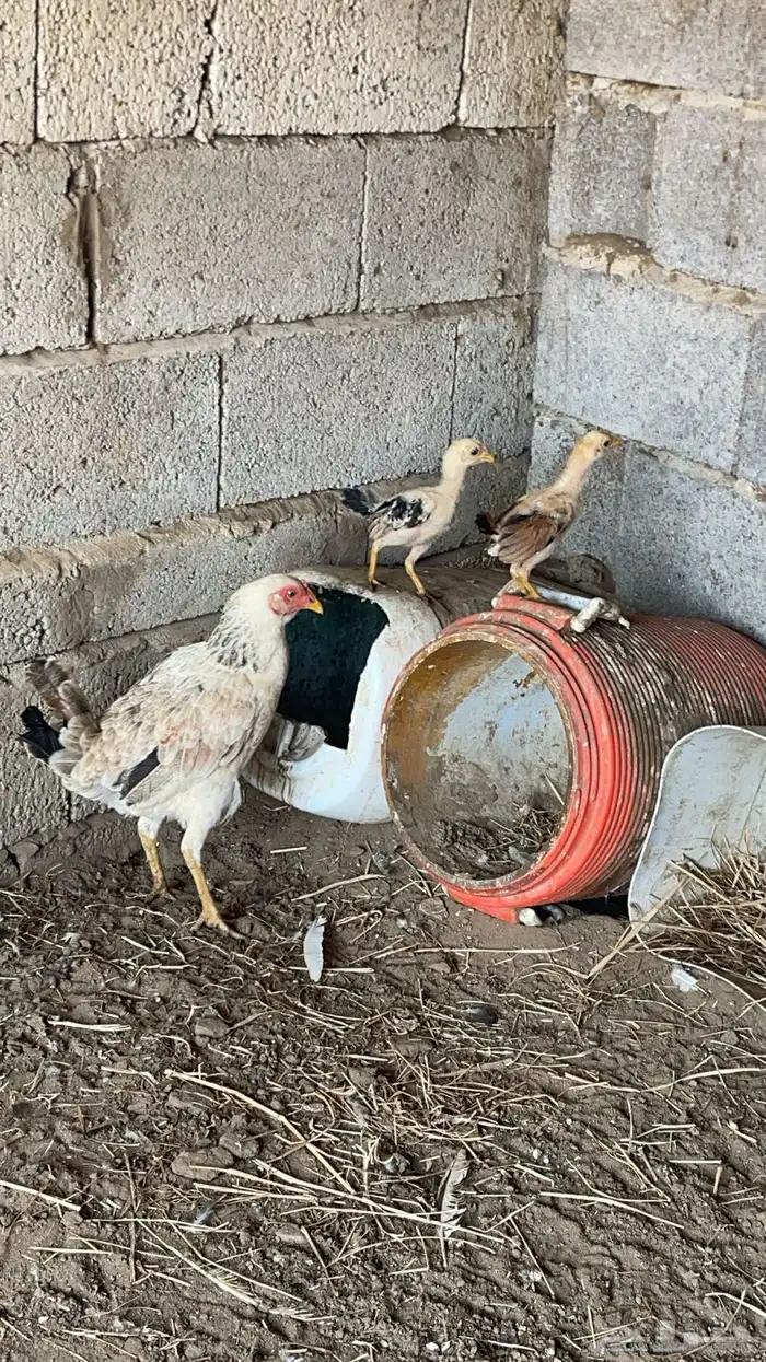 دجاج بلدي مع فروخ وبيضه 4