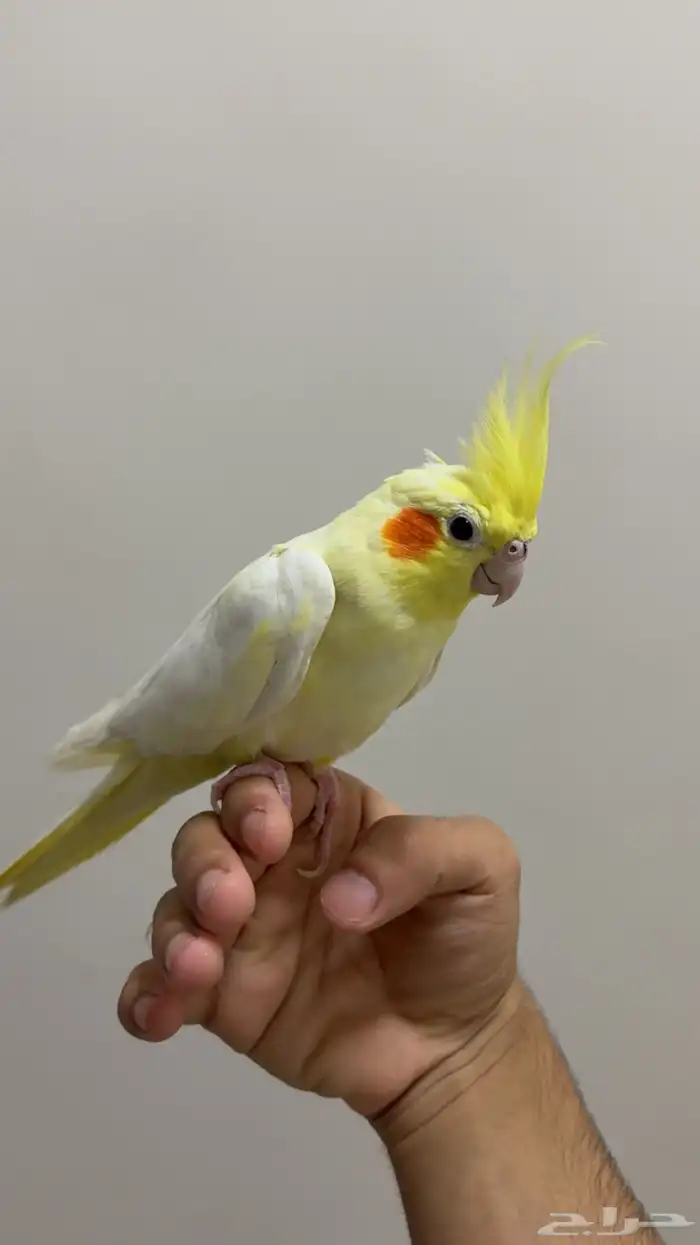 كروان لاتينو اليف 0