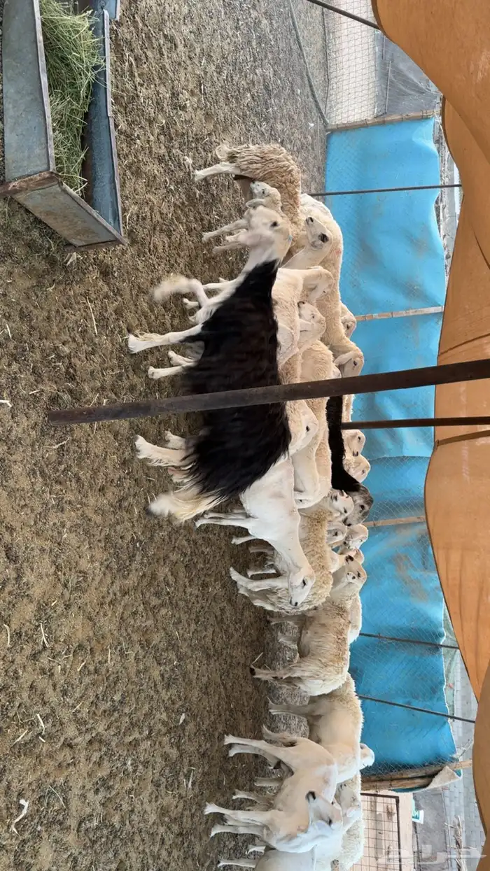 غنم دفيع ومقرعه 0