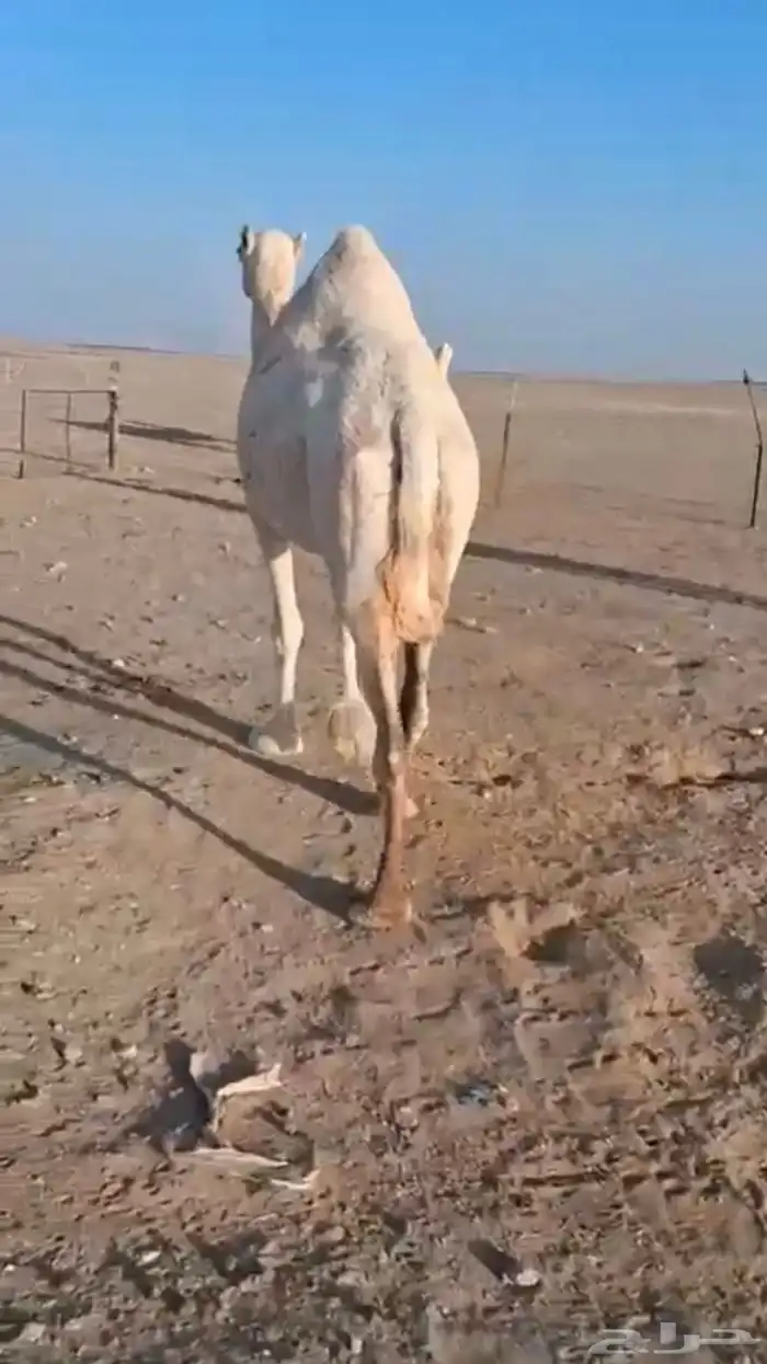 للبيع ناقه موطي 1