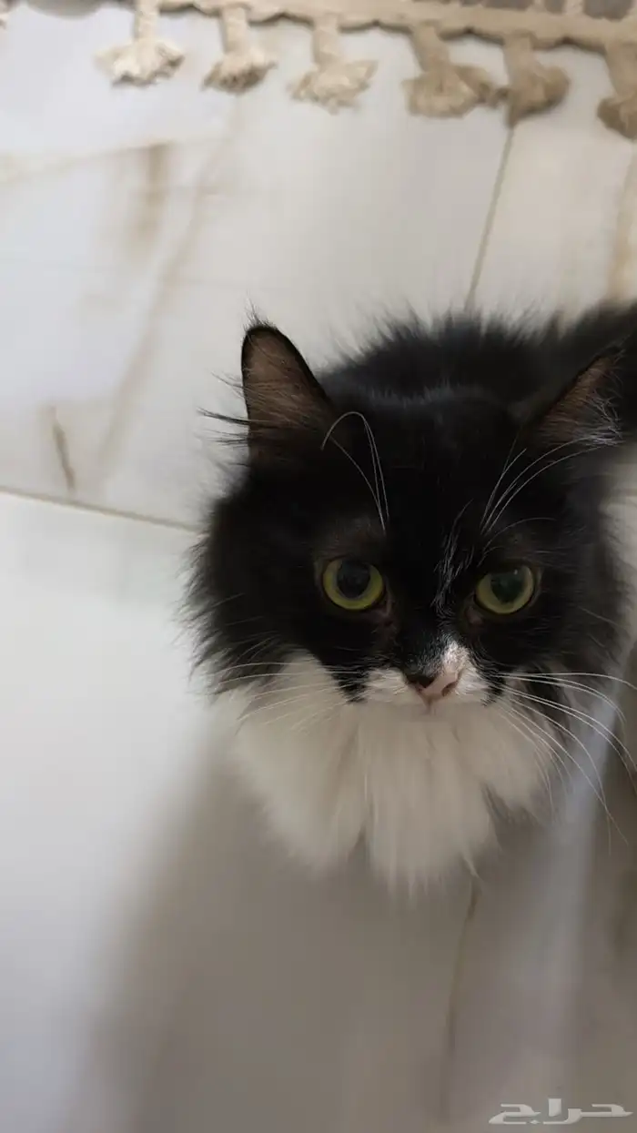 قطط للبيع 2