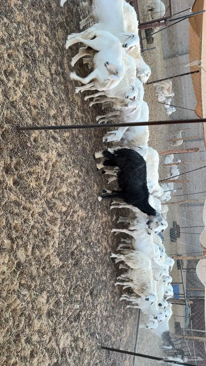 غنم دفيع ومقرعه 4