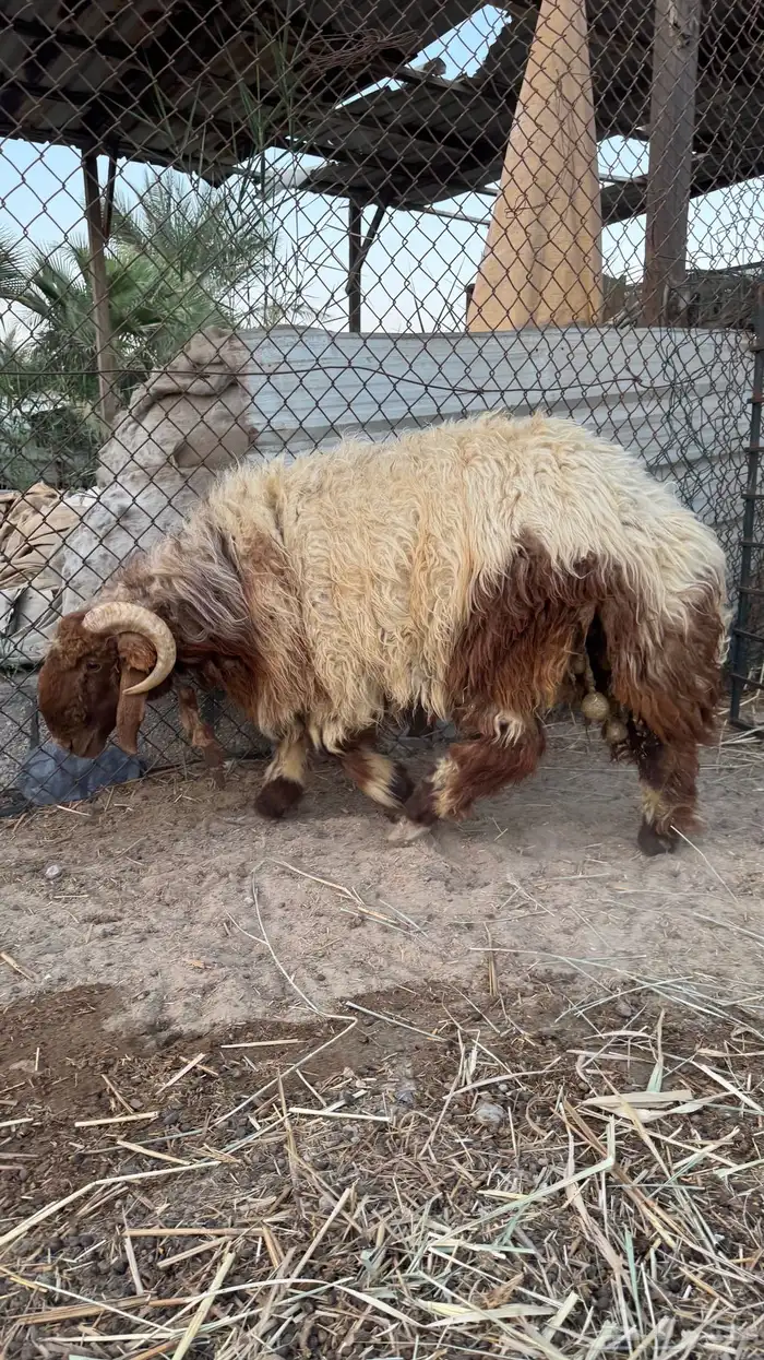 خروف نعيمي 7