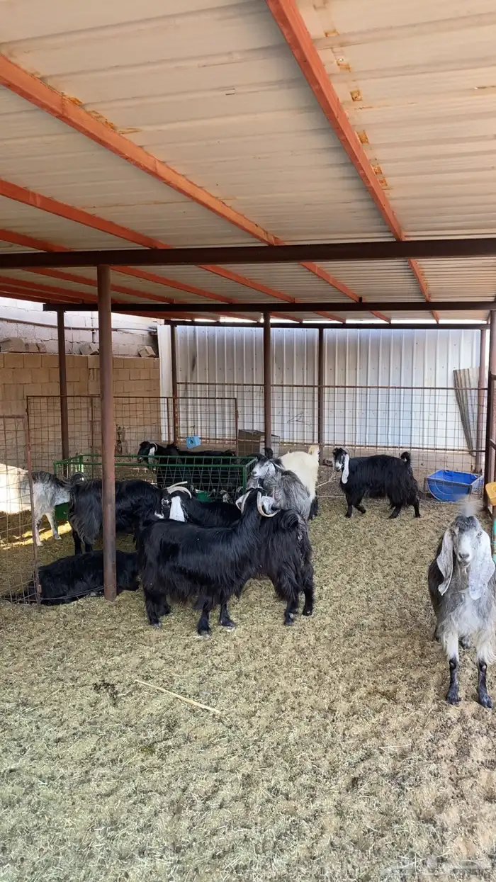 معزا العدد 11 عيالها 12 3