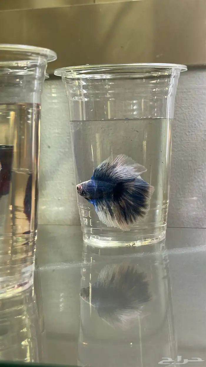 سمك فايتر ذكور و اناثي 2