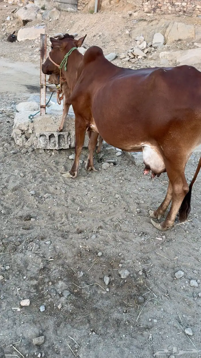 بقره بلدي كفو 0