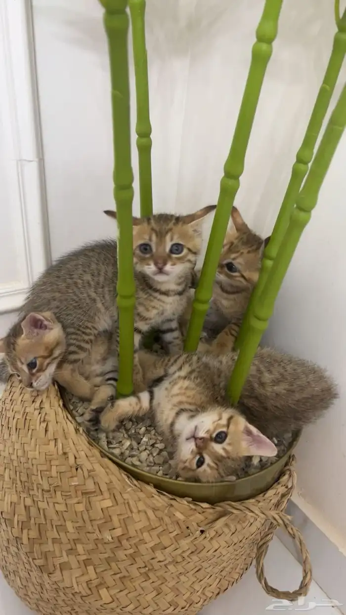 قطط للتبني للجادين فقط 0