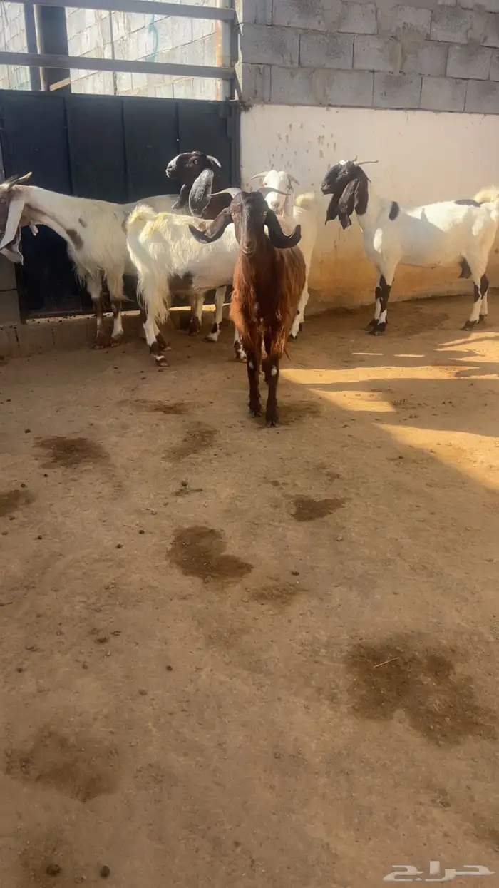 معزا فواخر جروم ودفيع 5