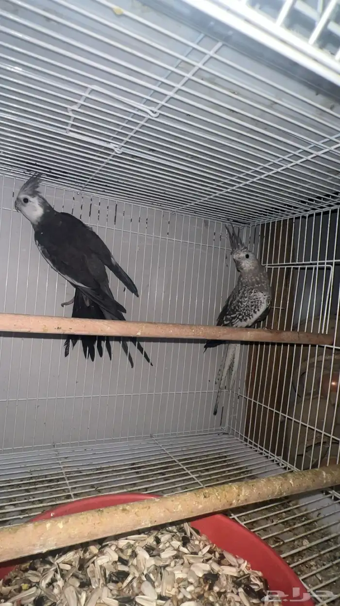 ازواج كروان 1