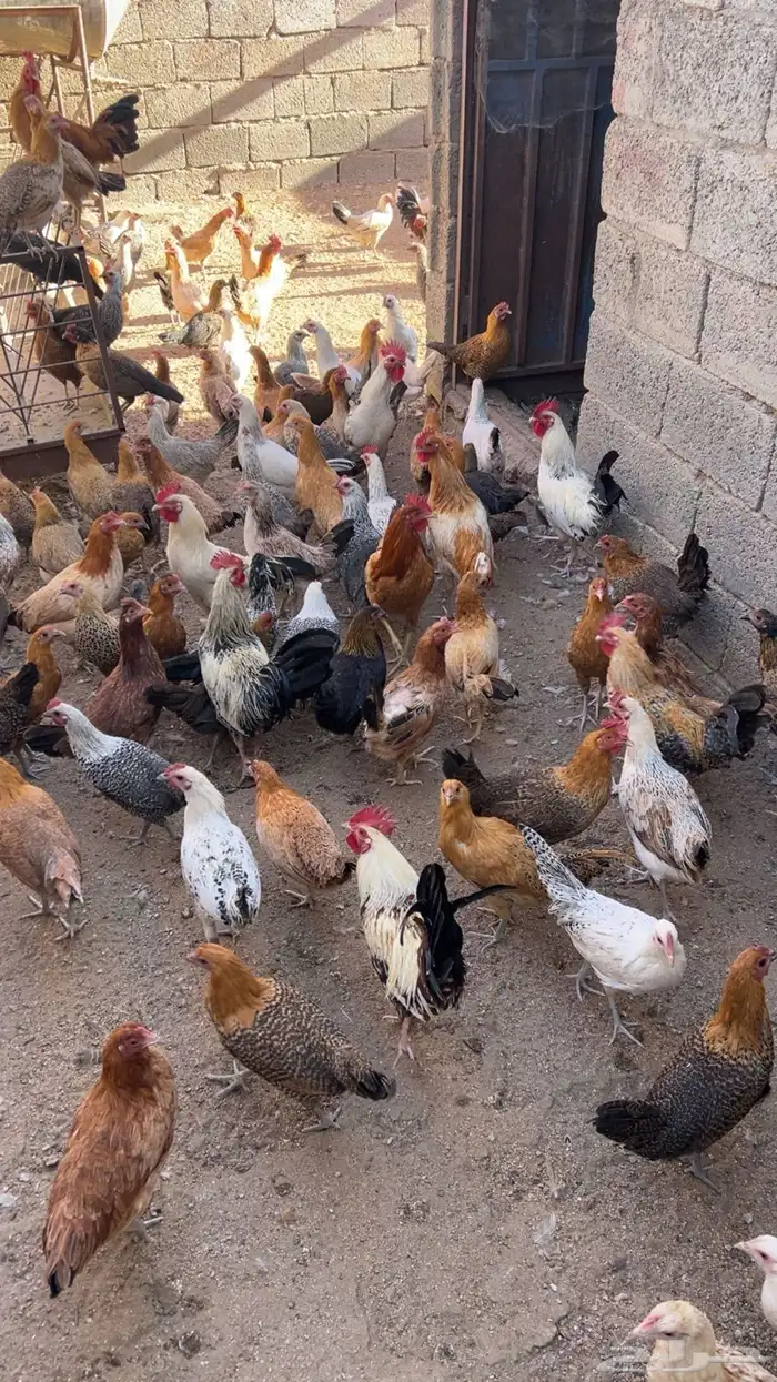 دجاج وديكة بلدي للبيع 4