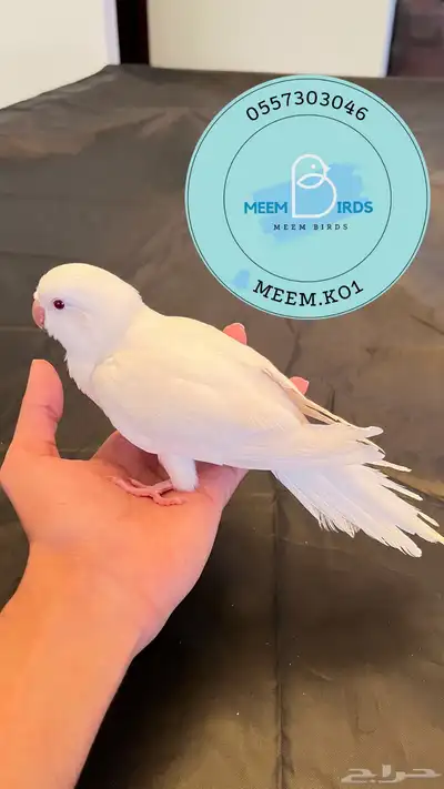 كويكر البينو اليف وهدد نشبه index