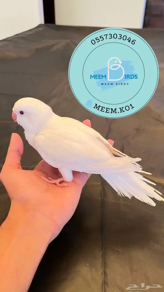 كويكر البينو اليف وهدد نشبه 1