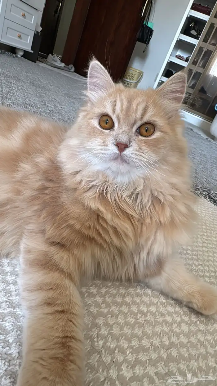 قطط للتبني 1