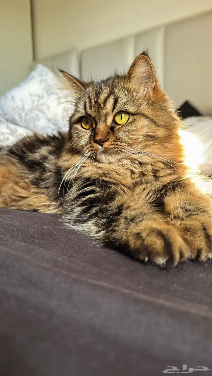 قطط للتبني 3