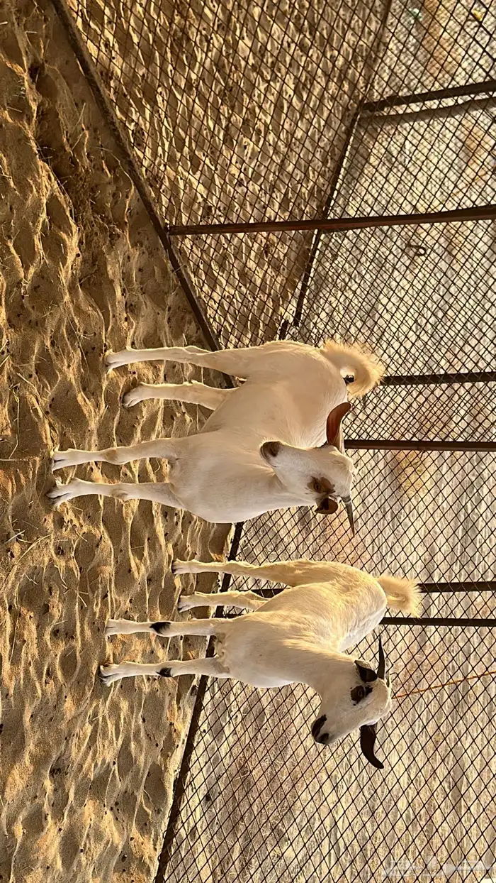 للبيع جفير 0