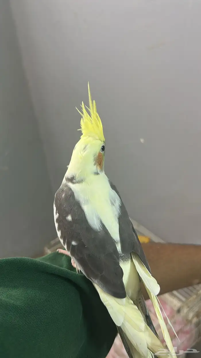 ببغاء كروان 2