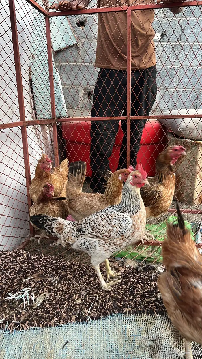 6دجاج اربع بلدي وثنتين محجنات 0