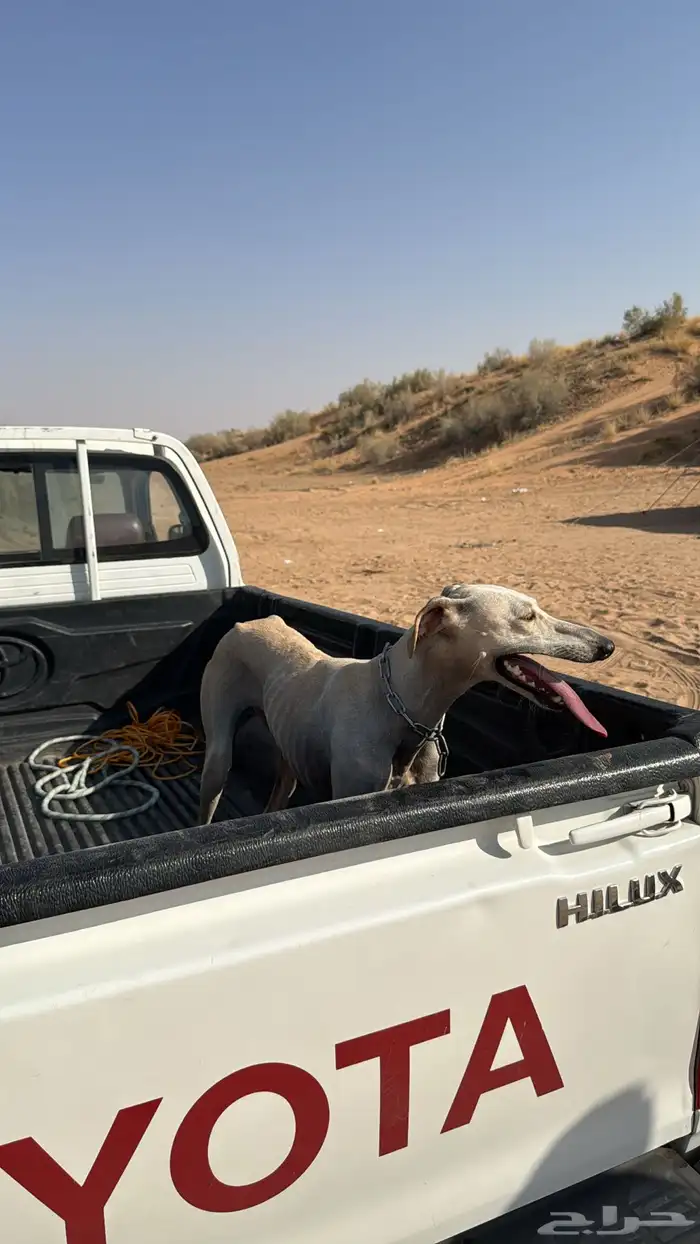 سلقه عربيه 3