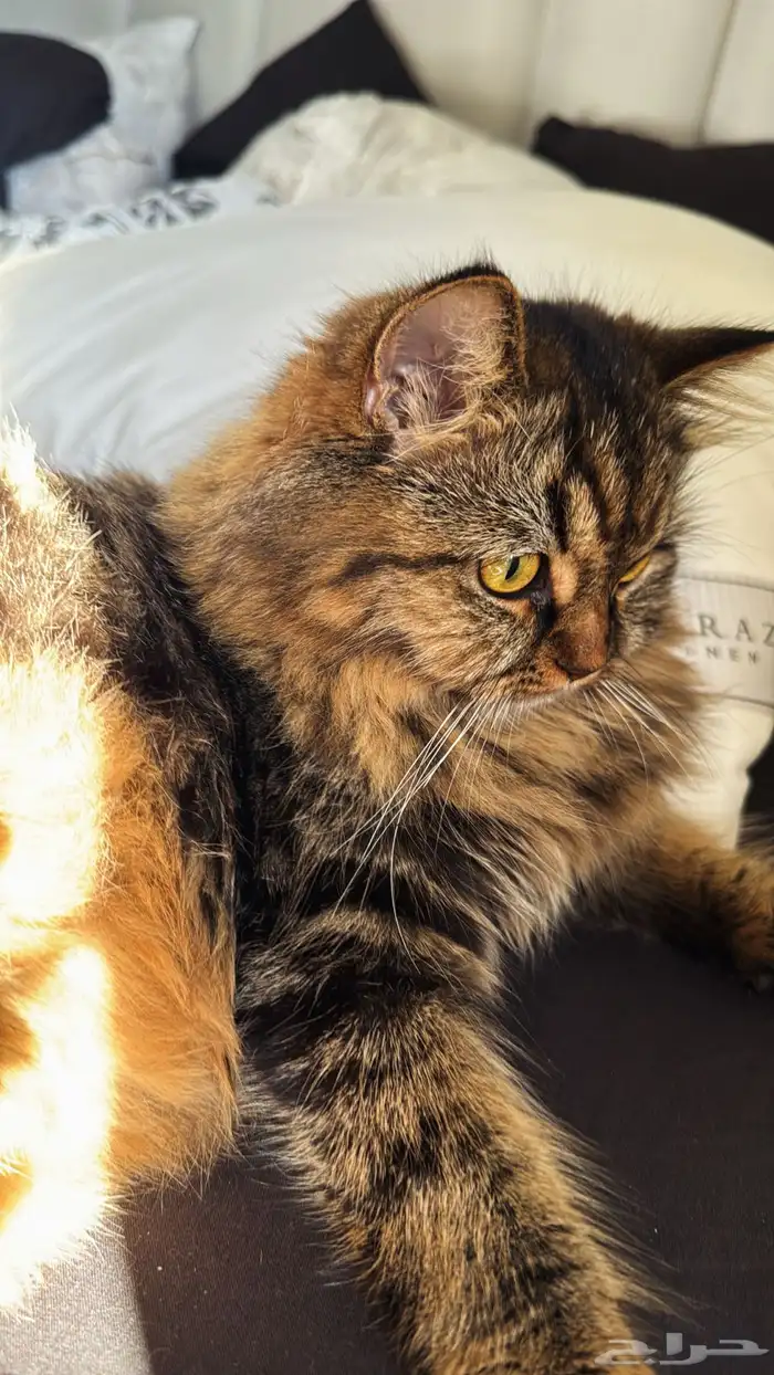 قطط للتبني 4